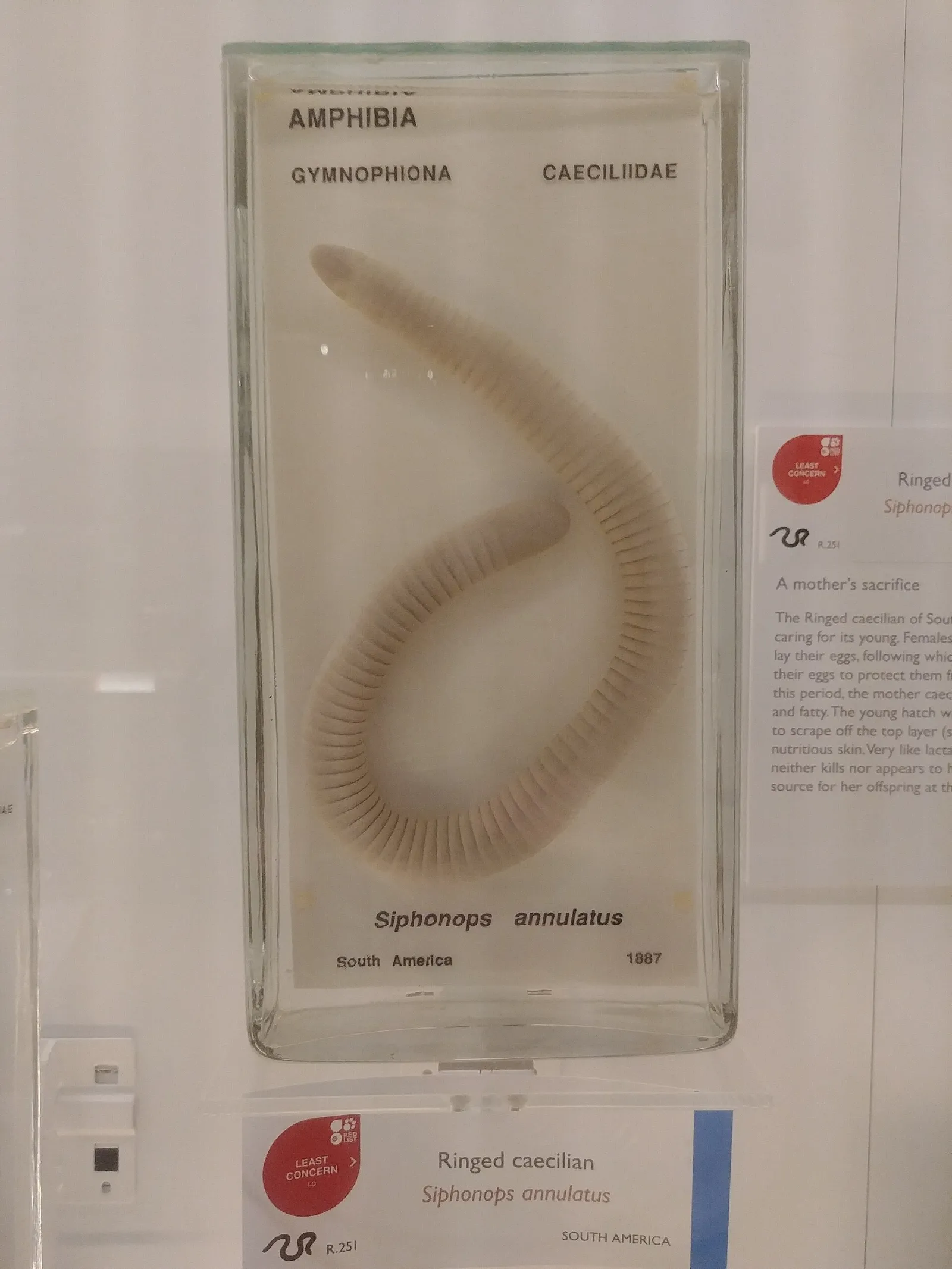 Anfíbio cecília do gênero Siphonops, de corpo cilíndrico e sem patas