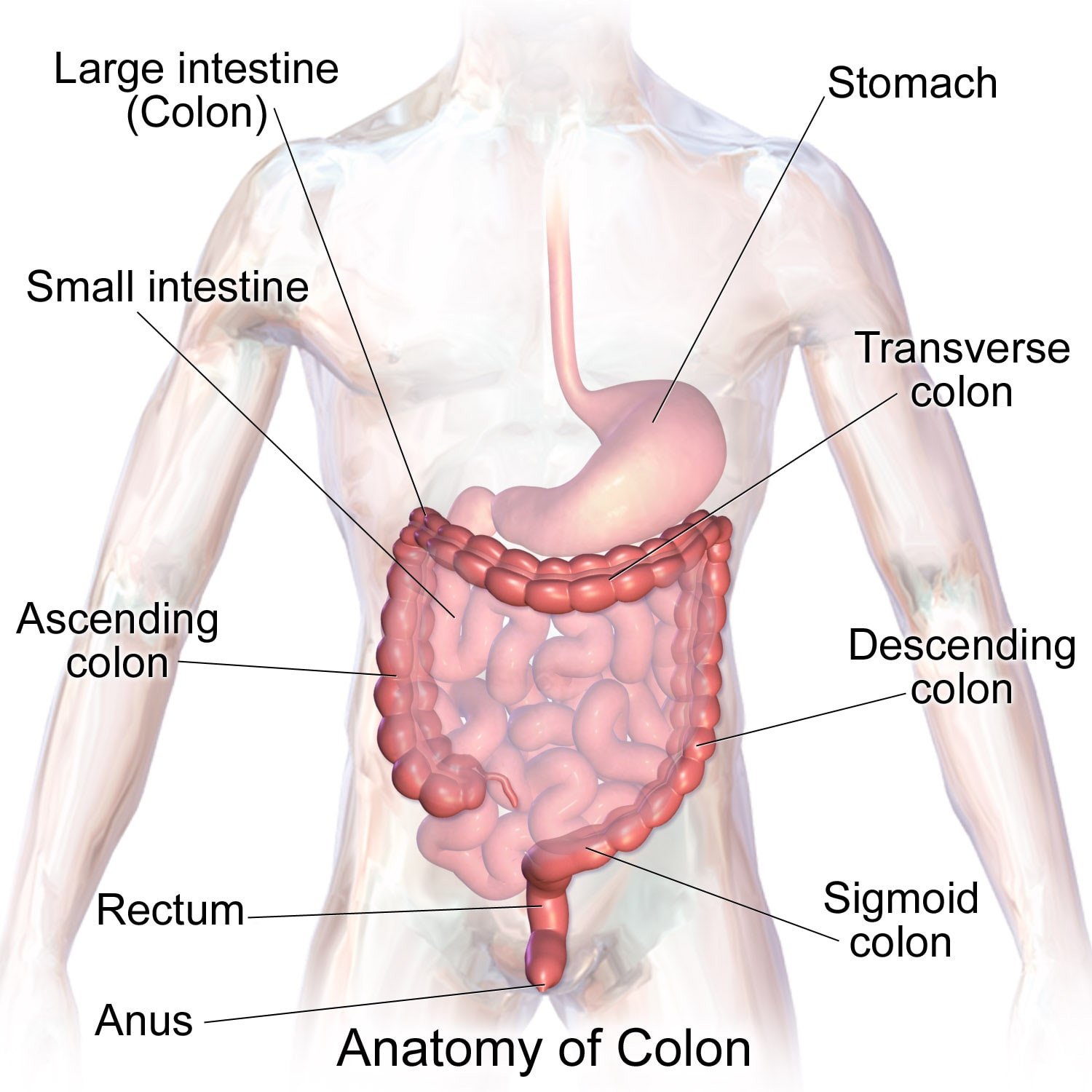 Ilustração da anatomia do intestino grosso
