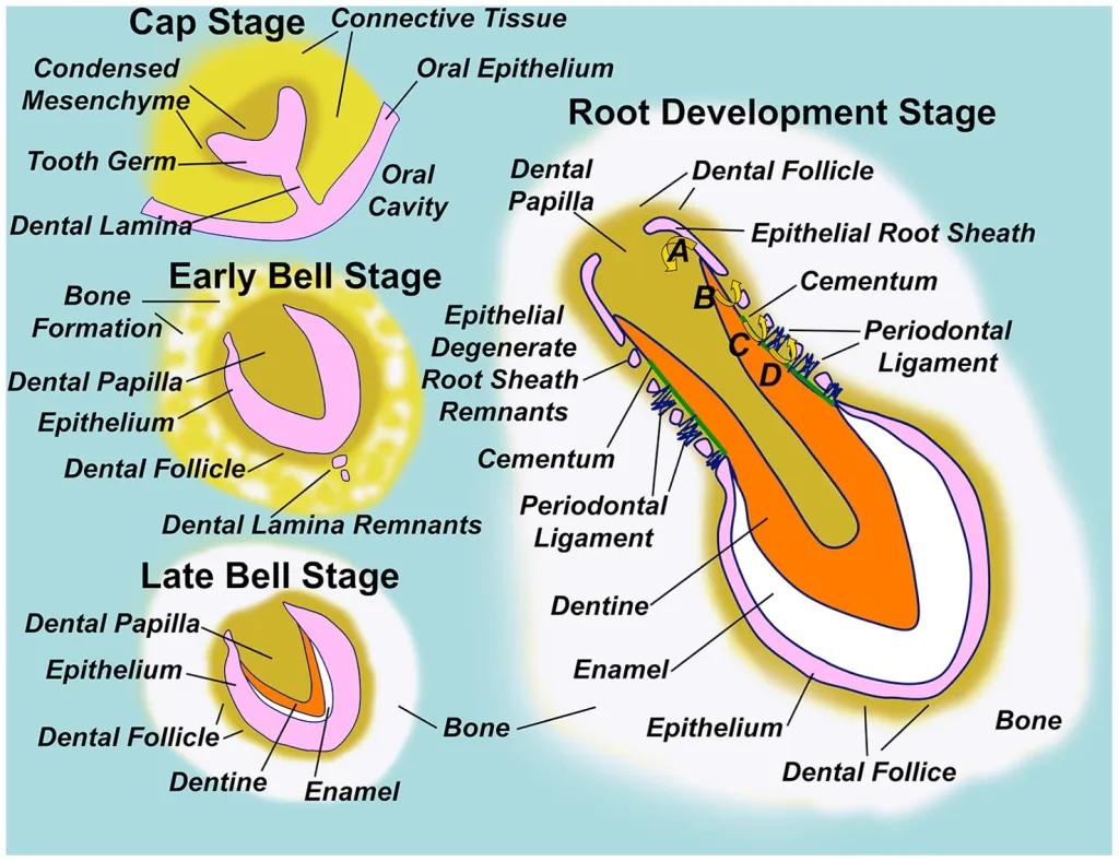 Diagrama da formação normal do dente