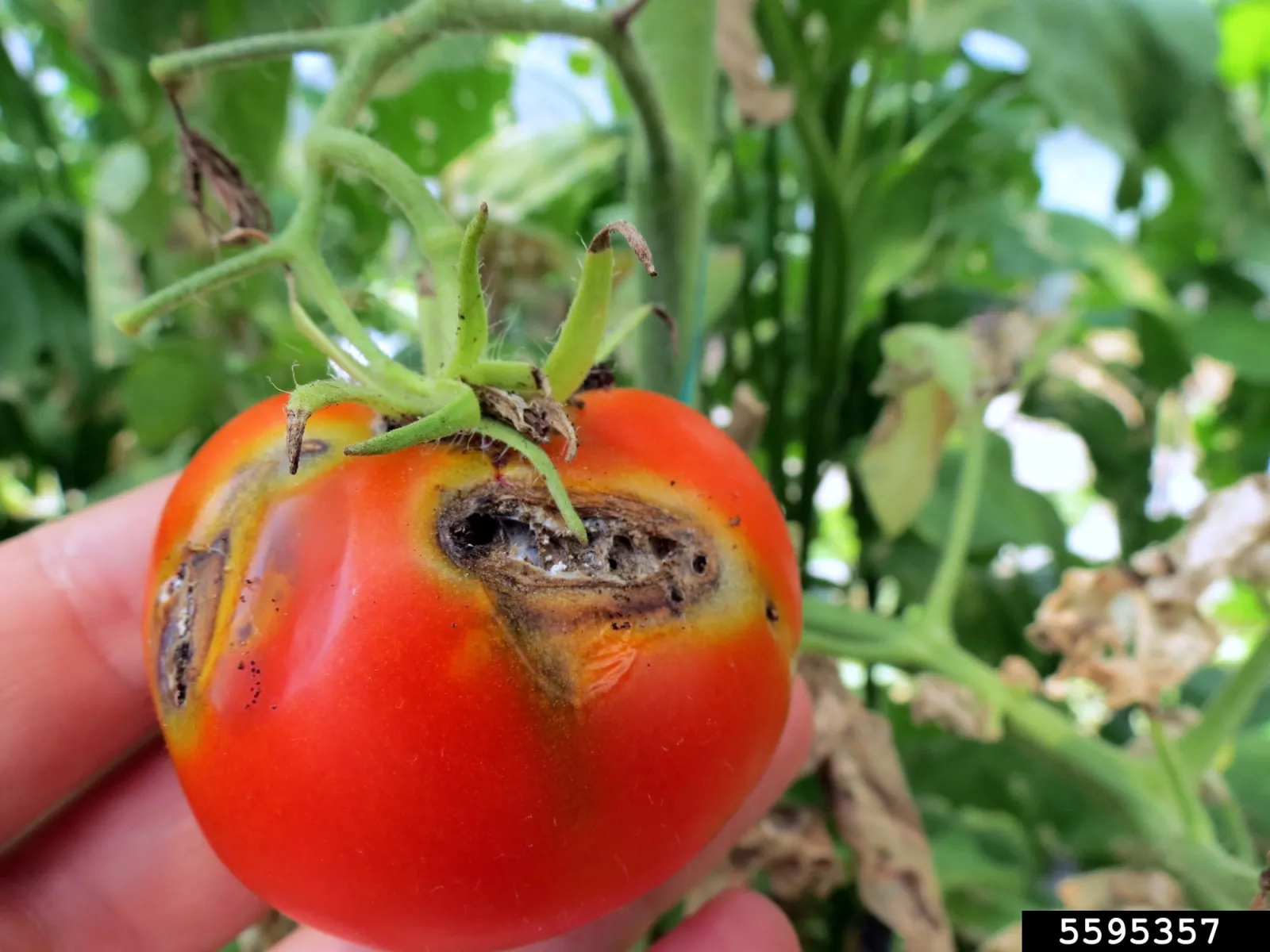 Folhas e frutos de tomate danificados por lagartas da traça-do-tomateiro
